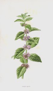 Mısır Nane (kromolitho) by Frederick Edward Hulme