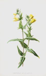 İnek-Buğday veya Melampyre (chromolitho) by Frederick Edward Hulme