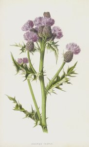 Sürünen Devedikeni (chromolitho) by Frederick Edward Hulme