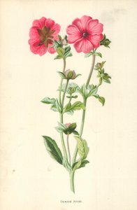 Kızıl Avens by Frederick Edward Hulme