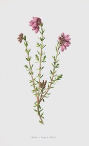 Çapraz Yapraklı Çalı (chromolitho) by Frederick Edward Hulme