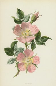 Köpek-Gül (chromolitho) by Frederick Edward Hulme