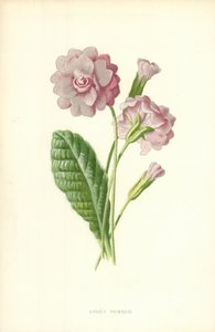 Çift çuha çiçeği by Frederick Edward Hulme