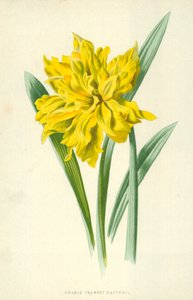 Çift Trompet Nergis by Frederick Edward Hulme