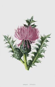 Cüce Devedikeni (kromolitho) by Frederick Edward Hulme