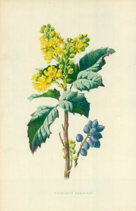 yaprak dökmeyen kızamık by Frederick Edward Hulme