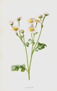 Feverfew (kromolito) by Frederick Edward Hulme