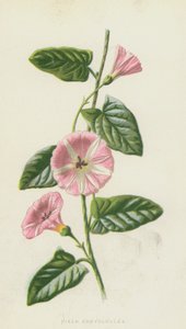 Alan Convolvulus (chromolitho) by Frederick Edward Hulme