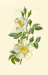 Tarla Gülü, 1877.