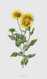 Fleabane (kromolito) by Frederick Edward Hulme