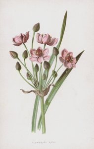 Çiçekli Rush (chromolitho)