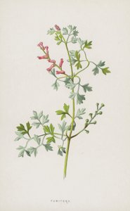 Fumitory (kromolitho) by Frederick Edward Hulme
