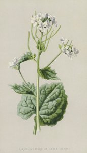 Sarımsak-Hardal veya Yalnız Sos (chromolitho) by Frederick Edward Hulme
