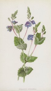 Germander Speedwell (kromolitho) by Frederick Edward Hulme