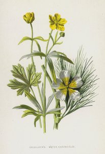 Goldilocks, Su Düğünçiçeği (chromolitho) by Frederick Edward Hulme