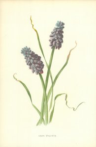 Üzüm Sümbül by Frederick Edward Hulme