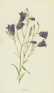 Harebell (kromolitho) by Frederick Edward Hulme