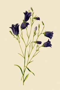Harebell, 1877. by Frederick Edward Hulme