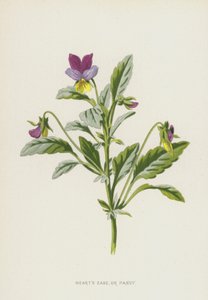 Kalp Kolaylığı veya Hercai Menekşe (chromolitho) by Frederick Edward Hulme