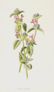 Hedge Calamint (chromolitho) by Frederick Edward Hulme