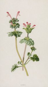Henbit (kromolito) by Frederick Edward Hulme