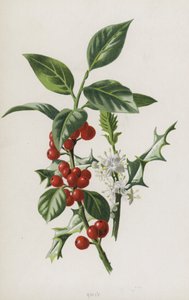 Holly (kromolito) by Frederick Edward Hulme