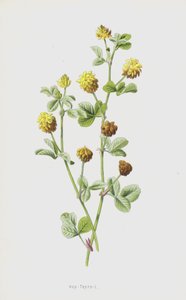 Hop-Trefoil (chromolitho) by Frederick Edward Hulme