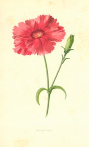 Hint Pembesi by Frederick Edward Hulme