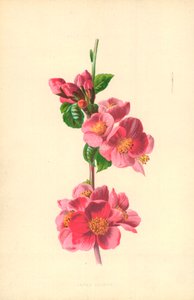Japonya Ayva by Frederick Edward Hulme
