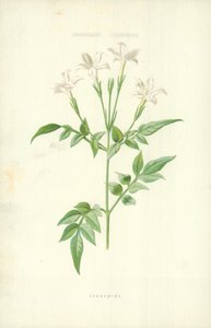 Jessamin by Frederick Edward Hulme