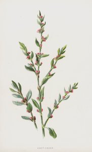 Düğüm-Çimen (kromolitho) by Frederick Edward Hulme
