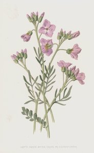 Bayan Önlüğü, Acı Tere veya Cuckooflower (chromolitho)