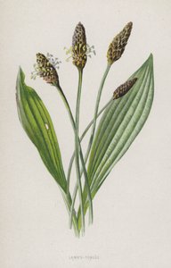 Kuzuların Dili (chromolitho) by Frederick Edward Hulme
