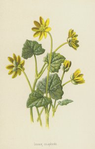 Küçük Kırlangıçotu (chromolitho) by Frederick Edward Hulme