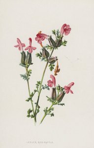 Küçük Kırmızı-Çıngırak (kromolitho) by Frederick Edward Hulme