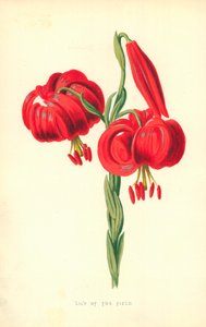 Tarlanın Zambağı by Frederick Edward Hulme