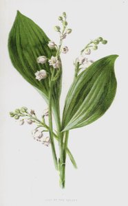 Vadideki Zambak (chromolitho) by Frederick Edward Hulme