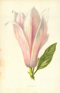Manolya by Frederick Edward Hulme