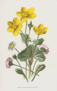 Marsh Marigold ve Daisy (chromolitho) by Frederick Edward Hulme
