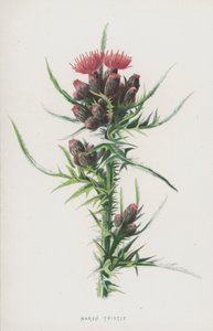 Bataklık Devedikeni (kromolitho) by Frederick Edward Hulme