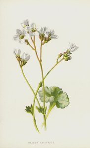 Çayır Saxifrage (chromolitho) by Frederick Edward Hulme
