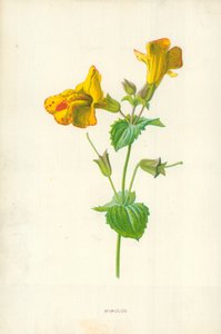 taklit by Frederick Edward Hulme