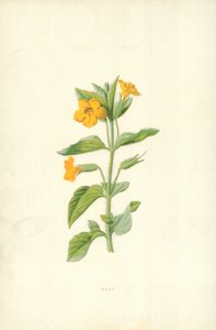 Misk by Frederick Edward Hulme