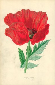 oryantal haşhaş by Frederick Edward Hulme