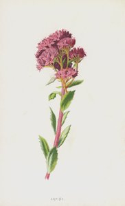 Orpin (kromolito) by Frederick Edward Hulme