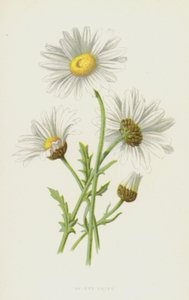 Öküz Gözü Papatya (kromolitho) by Frederick Edward Hulme