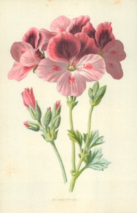 Sardunya by Frederick Edward Hulme