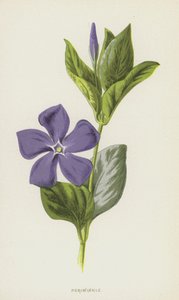 Deniz salyangozu (kromolitho) by Frederick Edward Hulme
