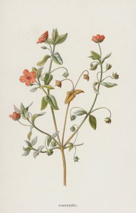 Pimpernel (kromolitho) by Frederick Edward Hulme