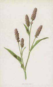 Pembe Persicaria (chromolitho) by Frederick Edward Hulme